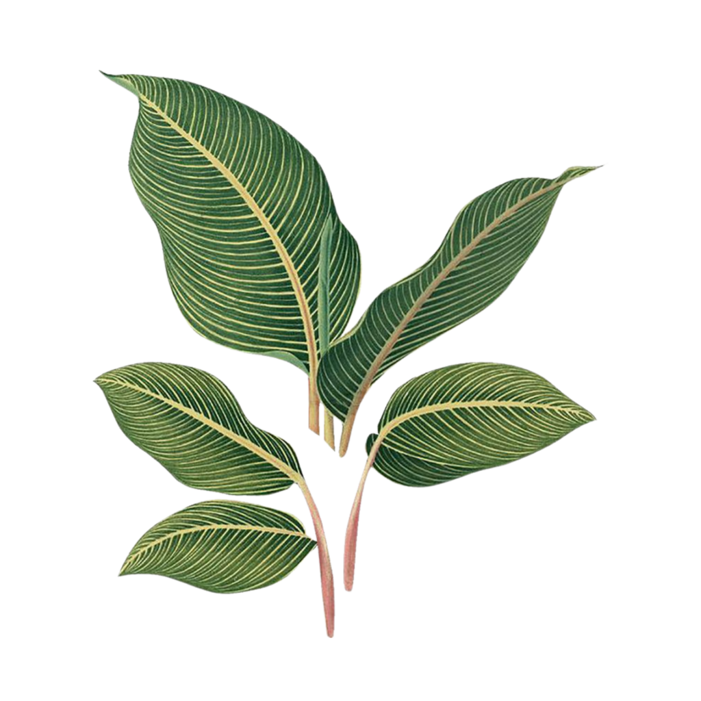 Nfc00786 Leaves 7086439 1920 1024x1024